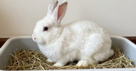 White rabbit sitting in a litter tray