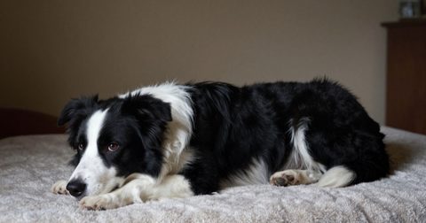 Dog resting on a blanket in a quiet room