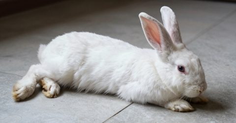 Thỏ trắng nằm duỗi trên tấm gạch mát