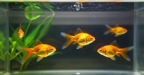 Goldfish swimming in an aquarium