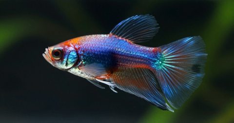 Betta fish flaring its colorful fins