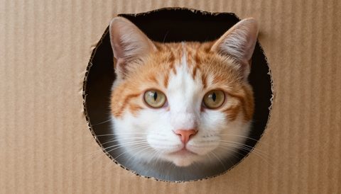 Cat peeking out of a cardboard box
