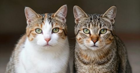 Two cats sitting side by side