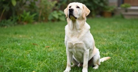 Dog sitting upright on the grass