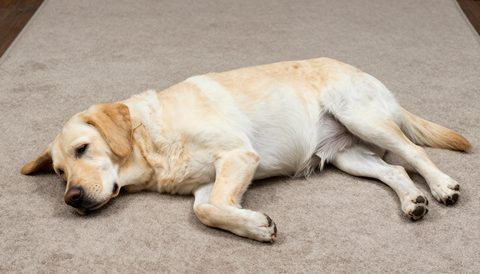 Chó labrador nằm nghiêng nghỉ trên thảm