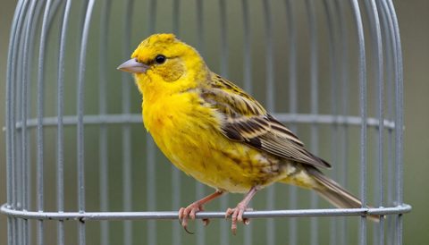 Chim bạch yến đậu trên cầu trong lồng