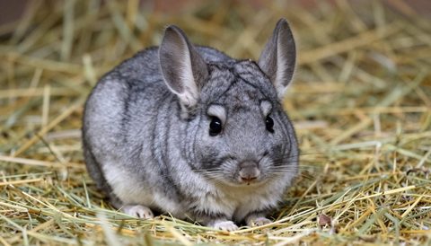 Chinchilla nằm trên cỏ khô