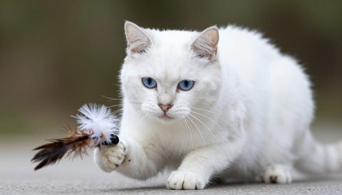 White cat playing with a feather toy