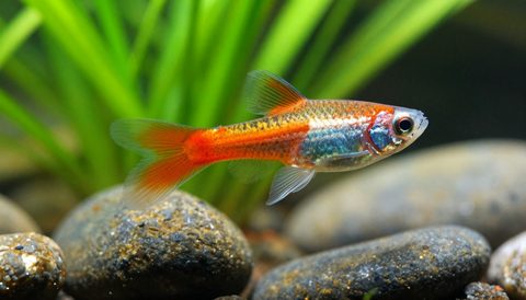 Cá bảy màu bên cây thuỷ sinh