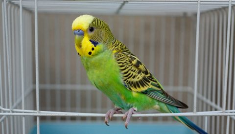 Budgerigar in a large cage