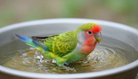 Lovebird bathing