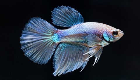 Cá betta cận cảnh