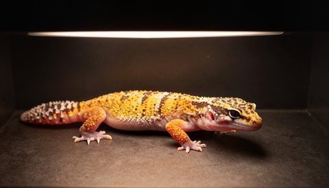 Leopard gecko basking under a lamp, dark background