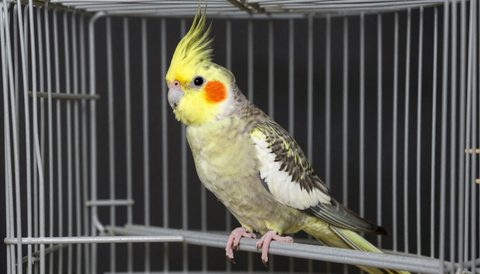 Vẹt mào trong lồng rộng, nền tối