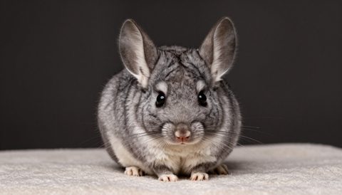 Chinchilla as a baby, dark background