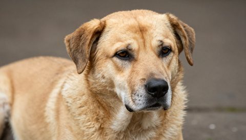 Mixed-breed dog as a senior dog