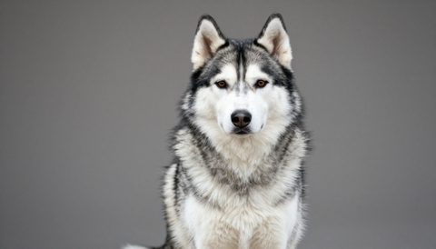 Siberian husky sitting, looking at the camera