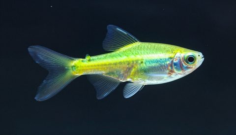 Neon tetra in a planted aquarium, dark background
