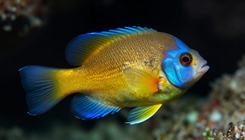 Angelfish close-up