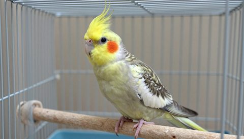 Cockatiel in a large cage