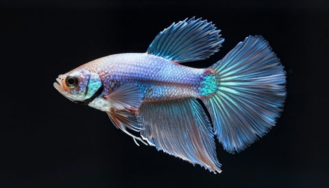 Betta fish close-up, dark background