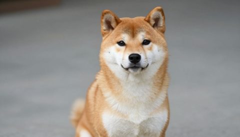 Shiba inu sitting, looking at the camera