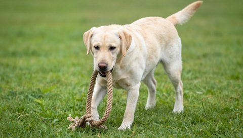 Labrador retriever playing with a rope toy