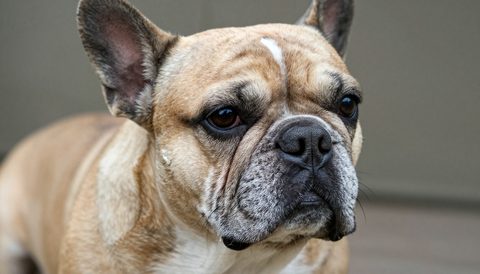 French bulldog as a senior dog