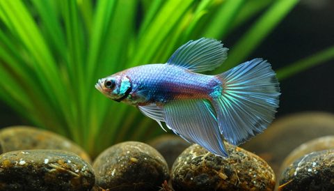 Cá betta bên cây thuỷ sinh