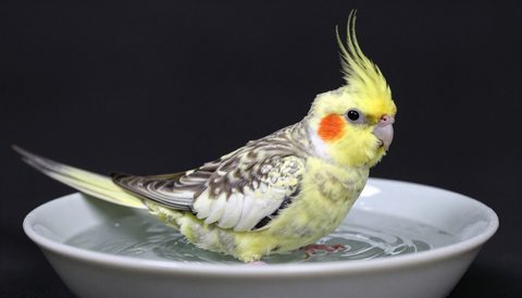 Cockatiel bathing, dark background