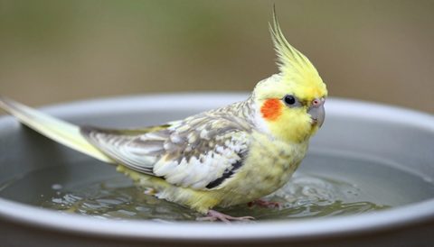 Vẹt mào tắm trong đĩa nước