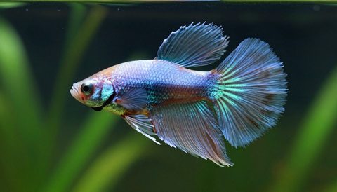 Cá betta bơi trong bể thuỷ sinh