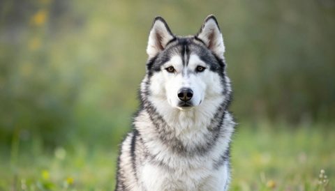 Siberian husky sitting, looking at the camera, morning light
