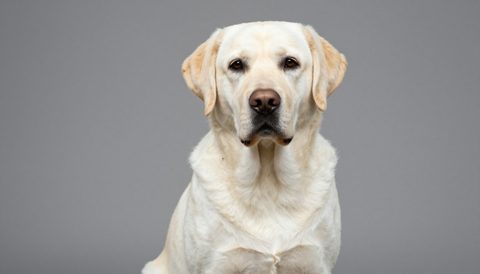 Chó labrador ngồi nhìn thẳng