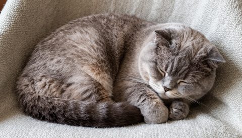 Mèo tai cụp cuộn tròn ngủ