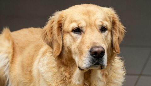 Golden retriever as a senior dog