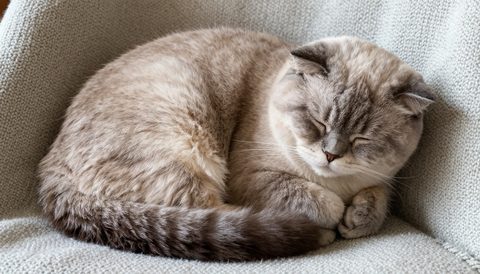 Scottish fold curled up asleep