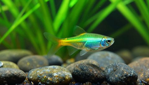 Cá neon bên cây thuỷ sinh