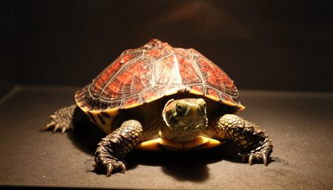Red-eared slider basking under a lamp, dark background