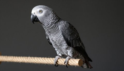 African grey parrot playing on a rope perch, dark background