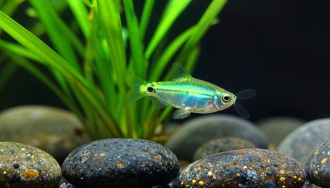Neon tetra among aquatic plants, dark background