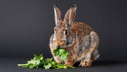 Rabbit eating fresh greens, dark background