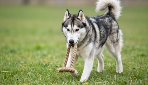 Chó husky chơi dây thừng trên cỏ