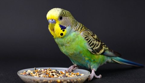 Budgerigar eating seeds, dark background