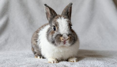 Holland lop rabbit as a baby