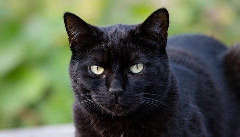 Black cat as a senior cat, morning light