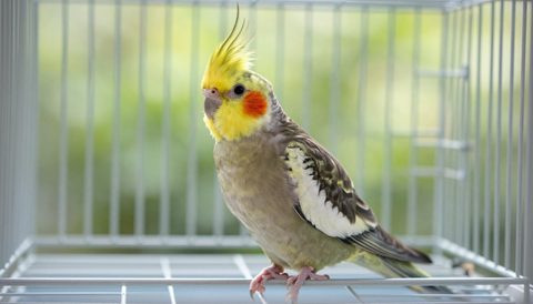 Vẹt mào trong lồng rộng, nắng sớm