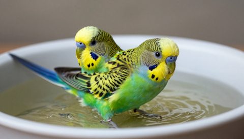 Budgerigar bathing