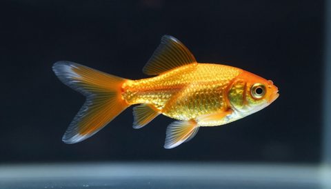 Goldfish in a planted aquarium, dark background