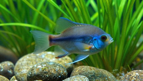 Angelfish among aquatic plants